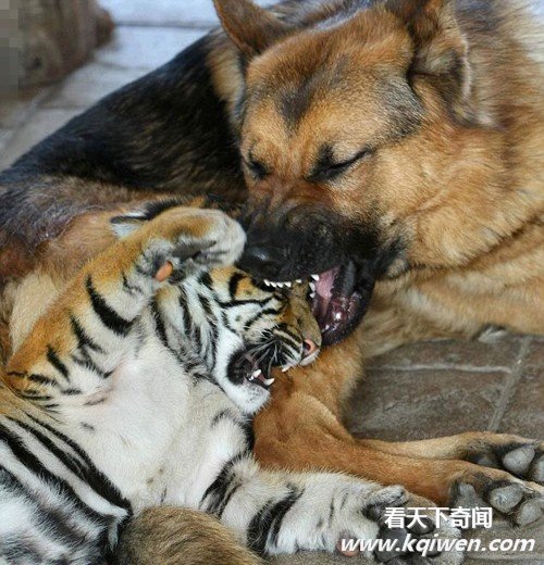 �����İ��ĳ��ͳ��� ǿ����������ͼ�̵�(��ͼ)