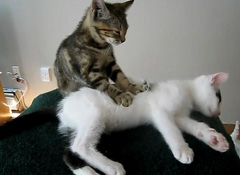 СèΪͬ�鰴Ħ��Ƶ�ߺ����� ������Χ��(��ͼ)